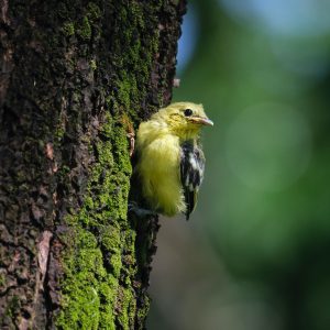 Bird Watching | Alexandria, VA