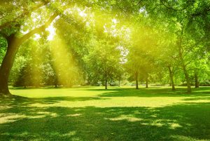 Sunrise Beam in a Park | Alexandria, VA
